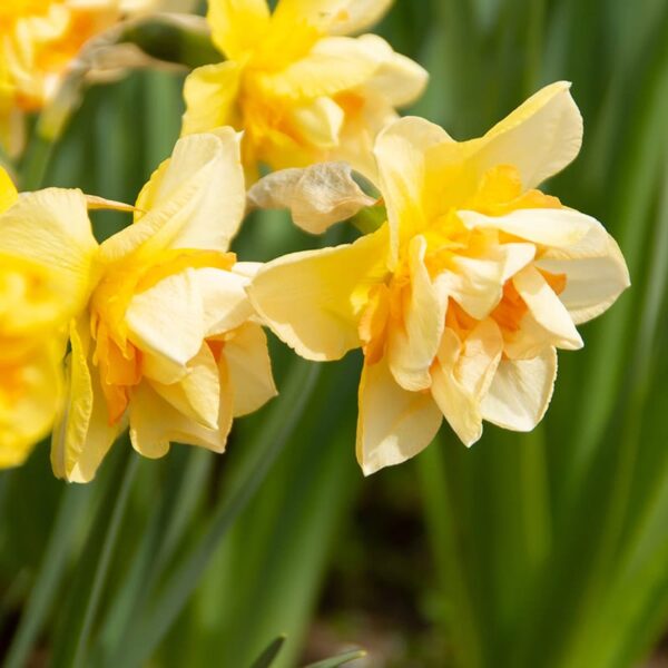 Narcissus Sweet Ocean Spring-flowering Bulbs