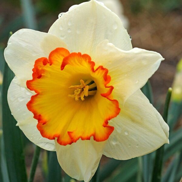Narcissus Hawaiian Skies Spring-flowering Bulbs