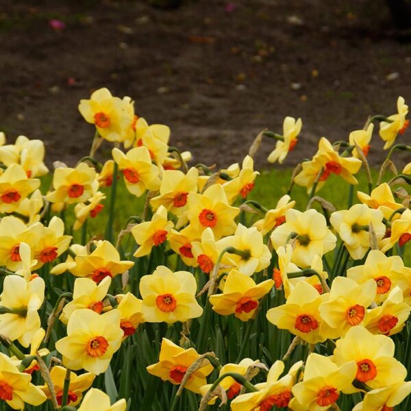 Narcissus Altruist Spring-flowering Bulbs