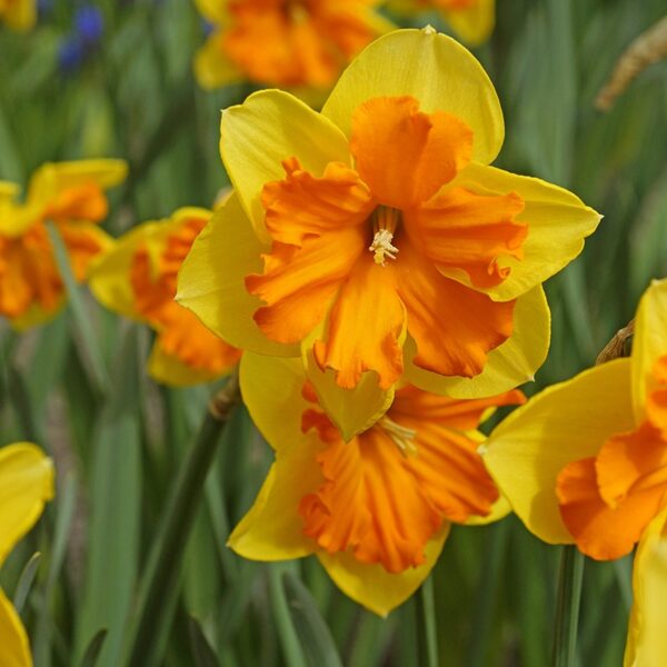 Narcissus Congress Spring-flowering Bulbs