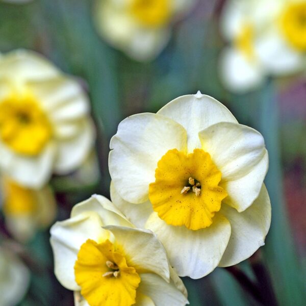 Narcissus Sun Disc Spring-flowering Bulbs