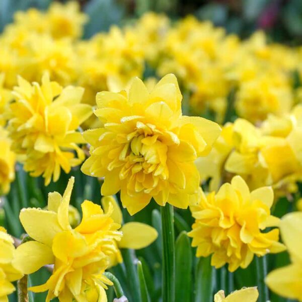 Narcissus Tete a Tete Double Spring-flowering Bulbs