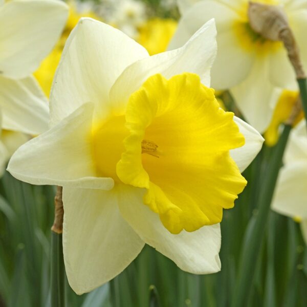 Narcissus Cornish King Spring-flowering Bulbs