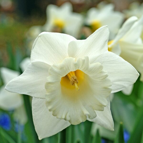 Narcissus Mount Hood Spring-flowering Bulbs