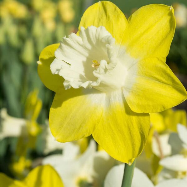 Narcissus Teal Spring-flowering Bulbs