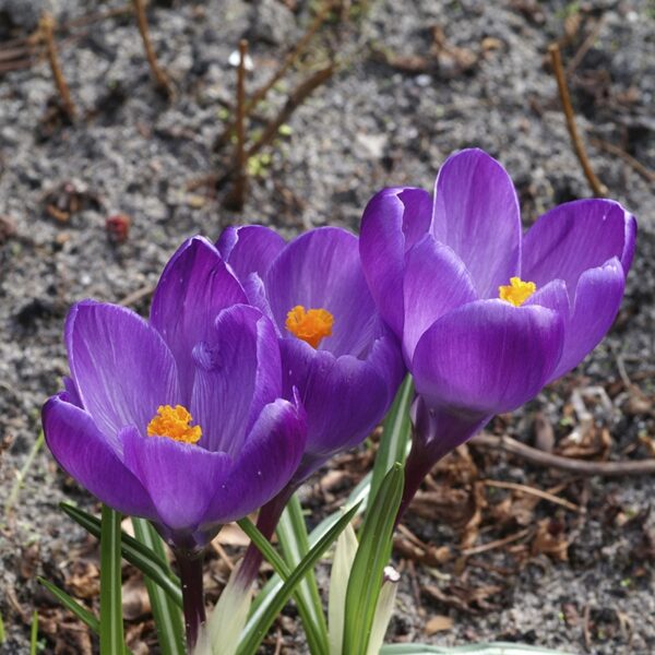 Crocus Flower Record Spring-flowering Bulbs
