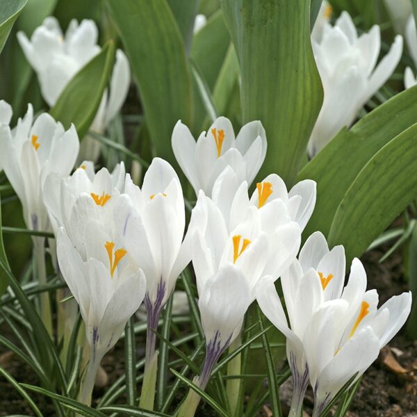 Crocus Jeanne d'Arc Spring-flowering Bulbs
