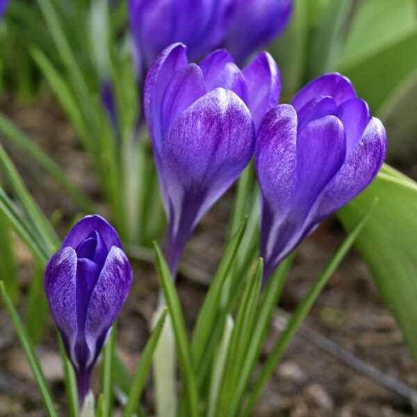 Crocus Ruby Giant Spring-flowering Bulbs