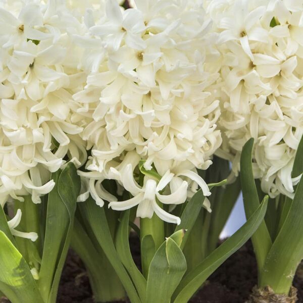 Hyacinth Aiolos Spring-flowering Bulbs