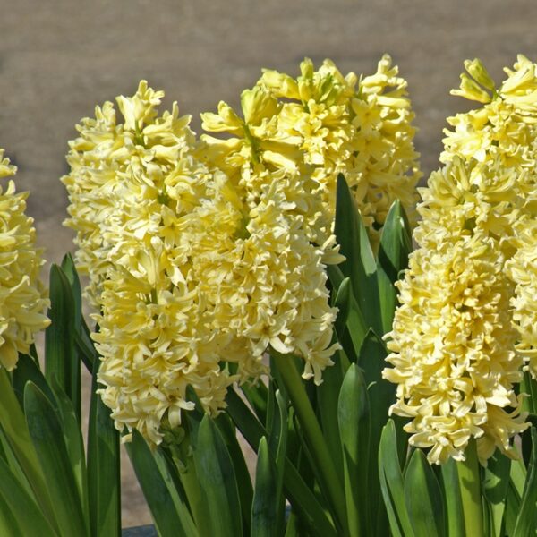 Hyacinth City of Haarlem Spring-flowering Bulbs