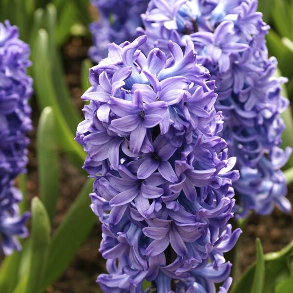 Hyacinth Delft Blue Spring-flowering Bulbs