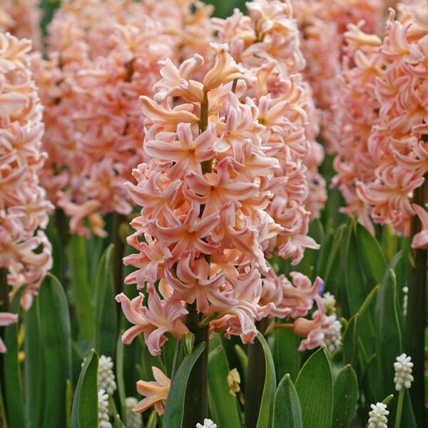 Hyacinth Gypsy Queen Spring-flowering Bulbs