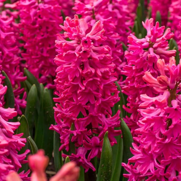 Hyacinth Jan Bos Spring-flowering Bulbs
