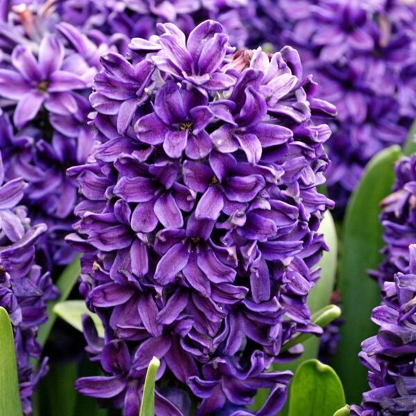 Hyacinth Peter Stuyvesant Spring-flowering Bulbs