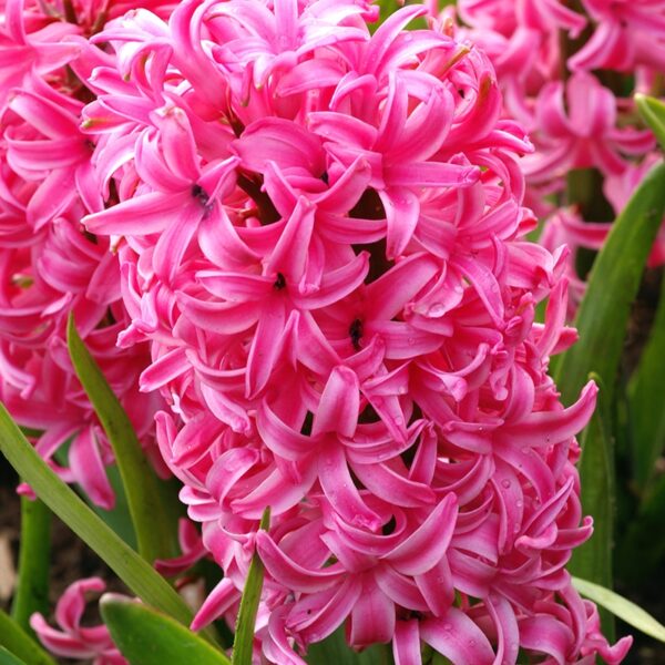 Hyacinth Pink Pearl Spring-flowering Bulbs