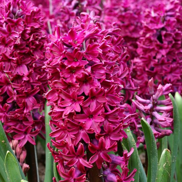 Hyacinth Woodstock Spring-flowering Bulbs