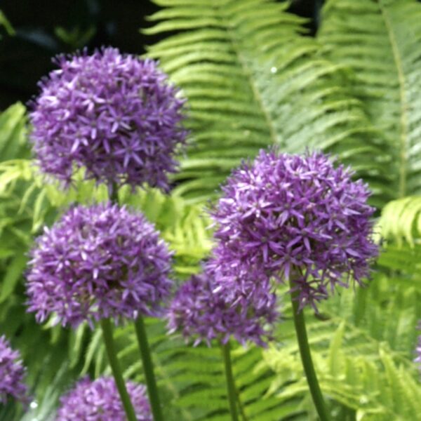 Allium Giganteum Spring-flowering Bulbs