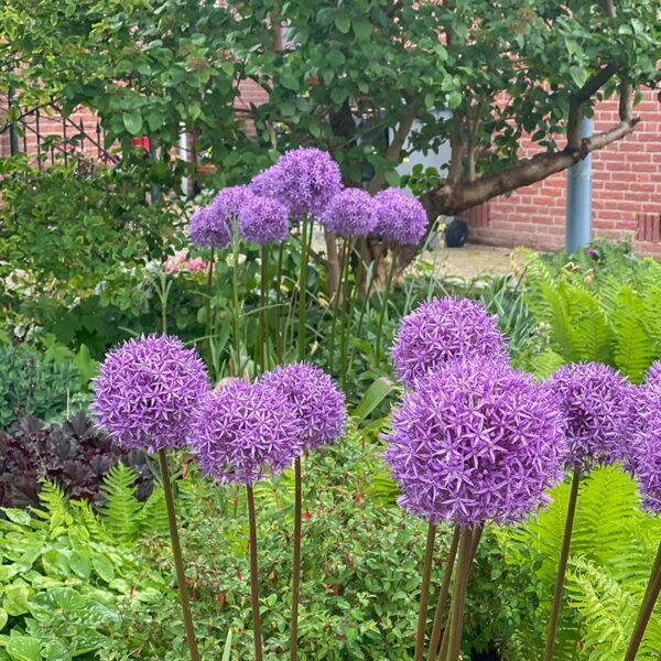 Allium Globemaster Spring-flowering Bulbs