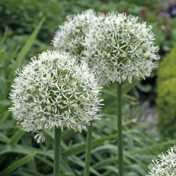 Allium Mount Everest Spring-flowering Bulbs