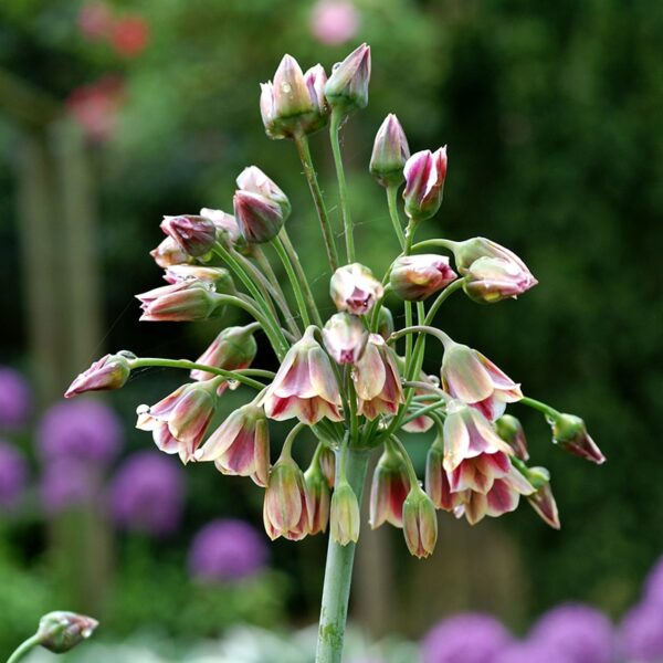 Allium Nectaroscordum Allium silicum Spring-flowering Bulbs