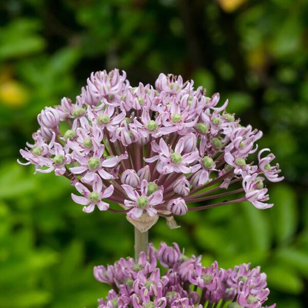 Allium Pink Jewel Spring-flowering Bulbs