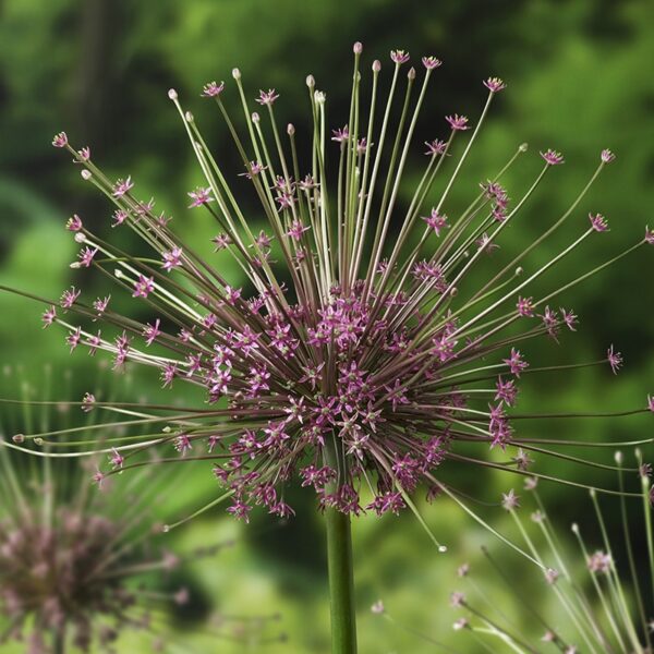 Allium schubertii Spring-flowering Bulbs