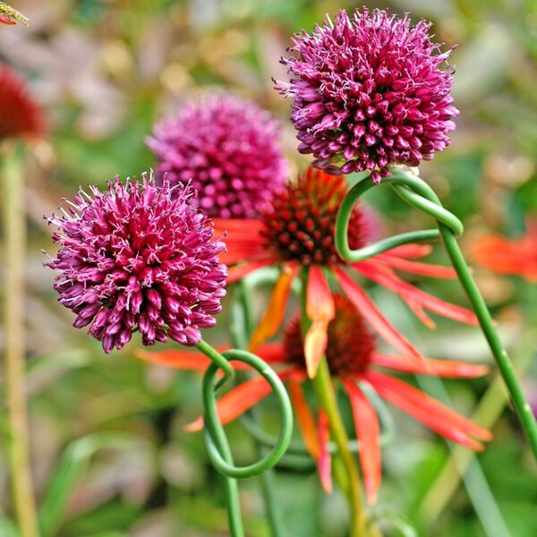 Allium sphaerocephalon Drumstick Spring-flowering Bulbs