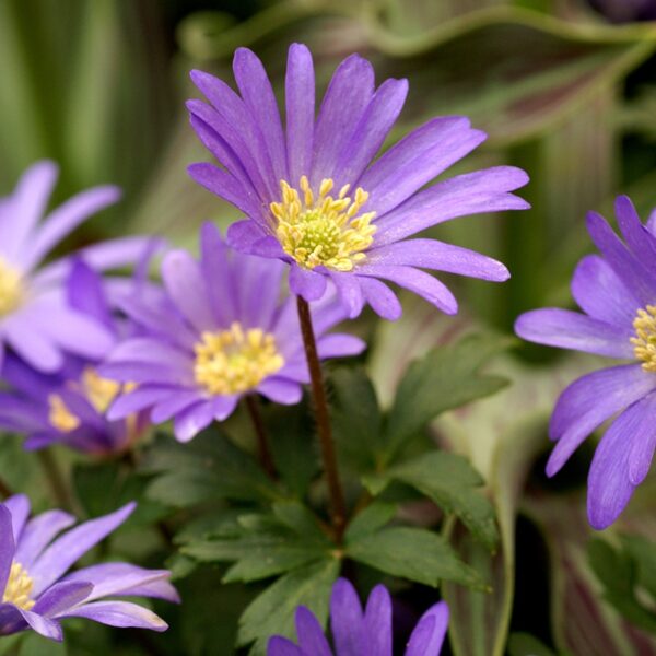 Anemone Blue Shades Spring-flowering Bulbs
