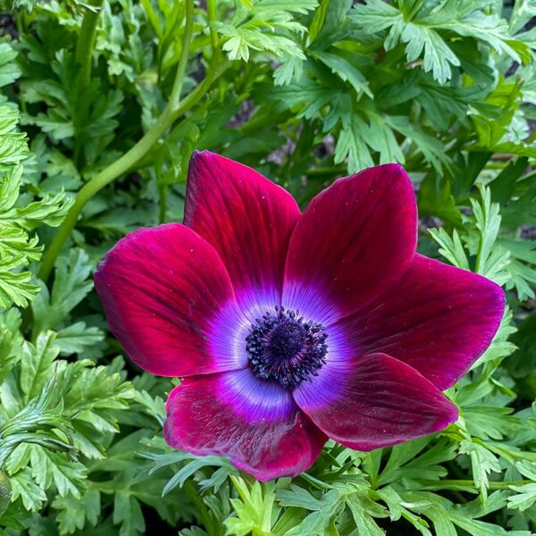 Anemone Bordeaux Spring-flowering Bulbs