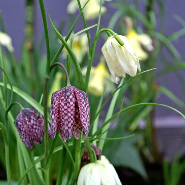 Fritillaria meleagris Mixed Spring-flowering Bulbs