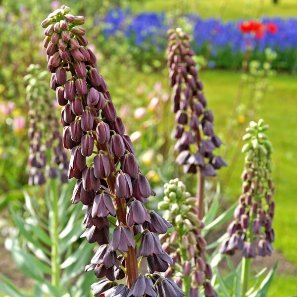 Fritillaria persica Spring-flowering Bulbs
