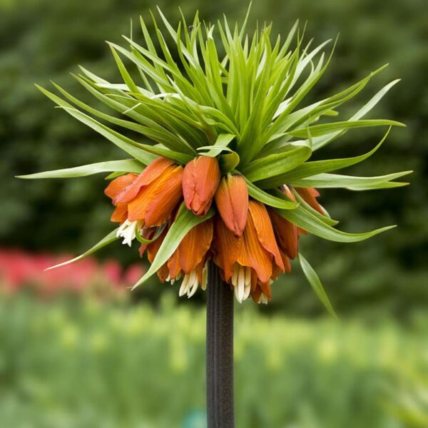Fritillaria Rubra Maxima Spring-flowering Bulbs