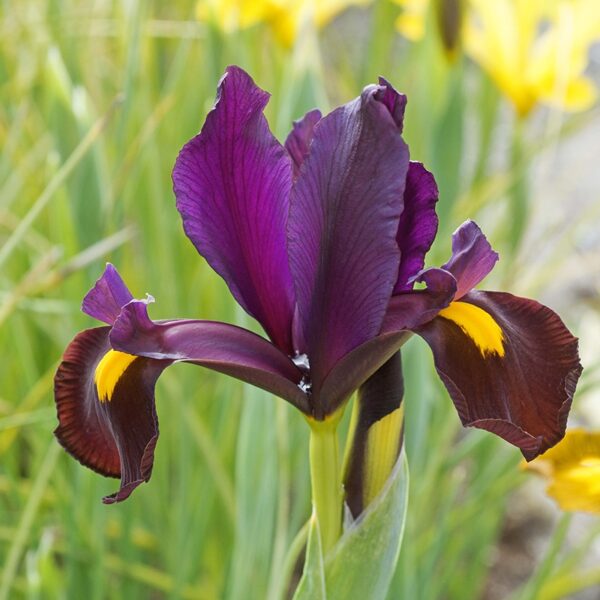 Dutch Iris Red Ember Spring-flowering Bulbs