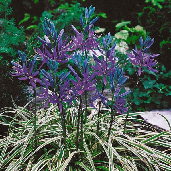 Camassia Blue Melody Spring-flowering Bulbs