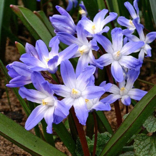 Chionodoxa forbesii Spring-flowering Bulbs