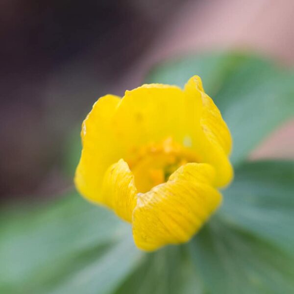 Eranthus cilicica Winter Aconite Spring-flowering Bulbs