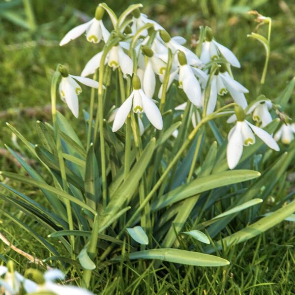 Galanthus elwesii Spring-flowering Bulbs