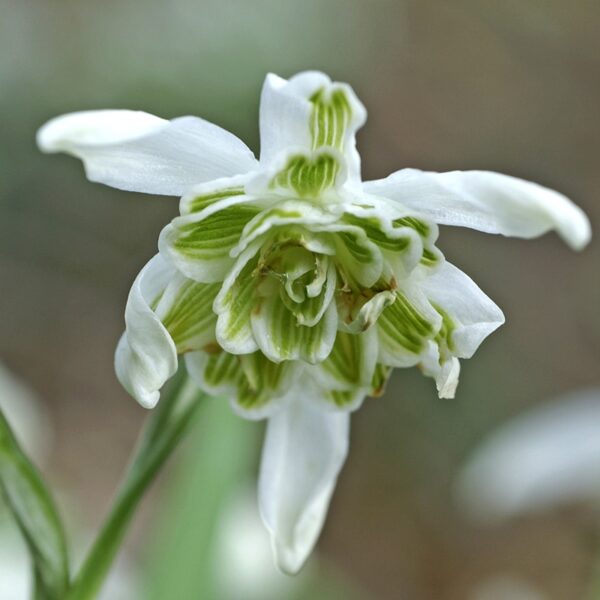 Galanthus Flore Pleno Spring-flowering Bulbs