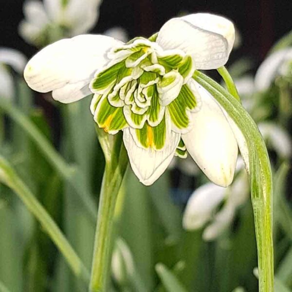 Galanthus Hippolyta Spring-flowering Bulbs
