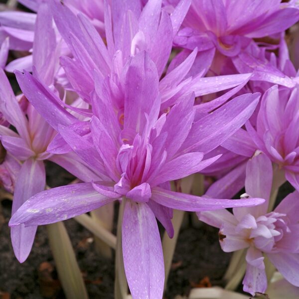 Colchicum Double Waterlily Spring-flowering Bulbs