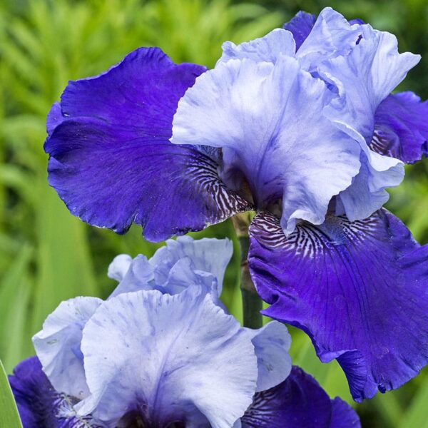 Bearded Iris Best Bet Rebloomer Spring-flowering Bulbs
