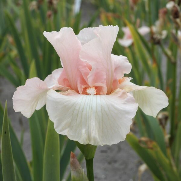 Bearded Iris Beverly Sills Spring-flowering Bulbs