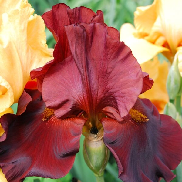 Bearded Iris Firebreather Spring-flowering Bulbs