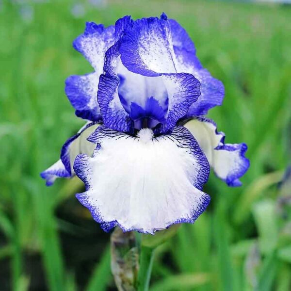 Bearded Iris Hemstitched Rebloomer Spring-flowering Bulbs