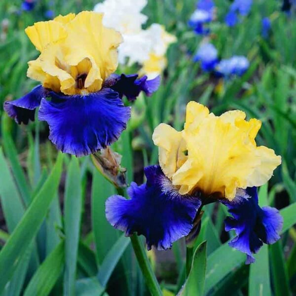 Bearded Iris Jurassic Park Spring-flowering Bulbs
