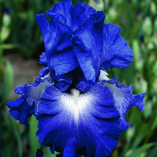 Bearded Iris Speeding Again Rebloomer Spring-flowering Bulbs