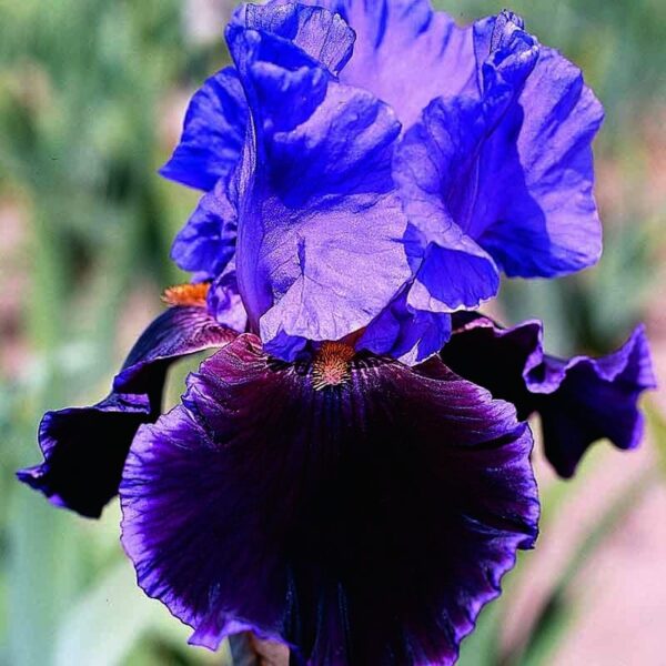 Bearded Iris Violet Turner Rebloomer Spring-flowering Bulbs