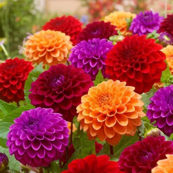 Dahlia Ballroom Dance Summer-flowering Bulb
