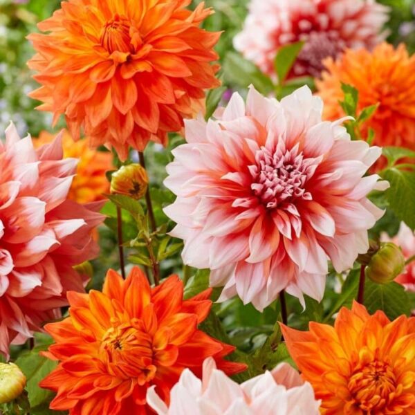 Dahlia Orange Army Summer-flowering Bulb