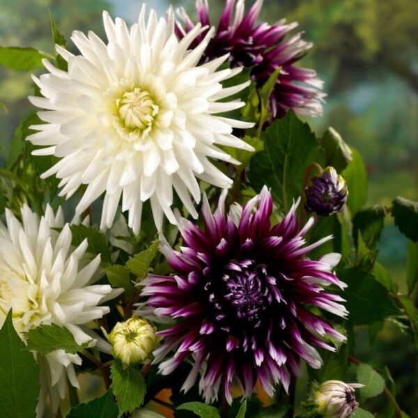 Dahlia Moonlight Magic Summer-flowering Bulb